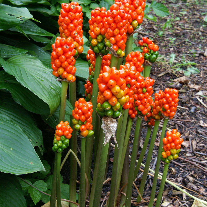 Arum Italicum