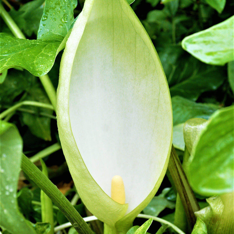 Arum Italicum