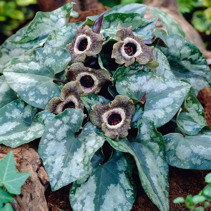 Chinese Wild Ginger