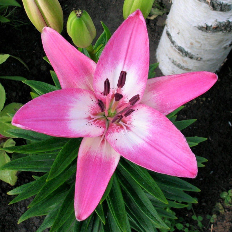 Lilium LA Hybrid Lily Arbatax (Fragrant)