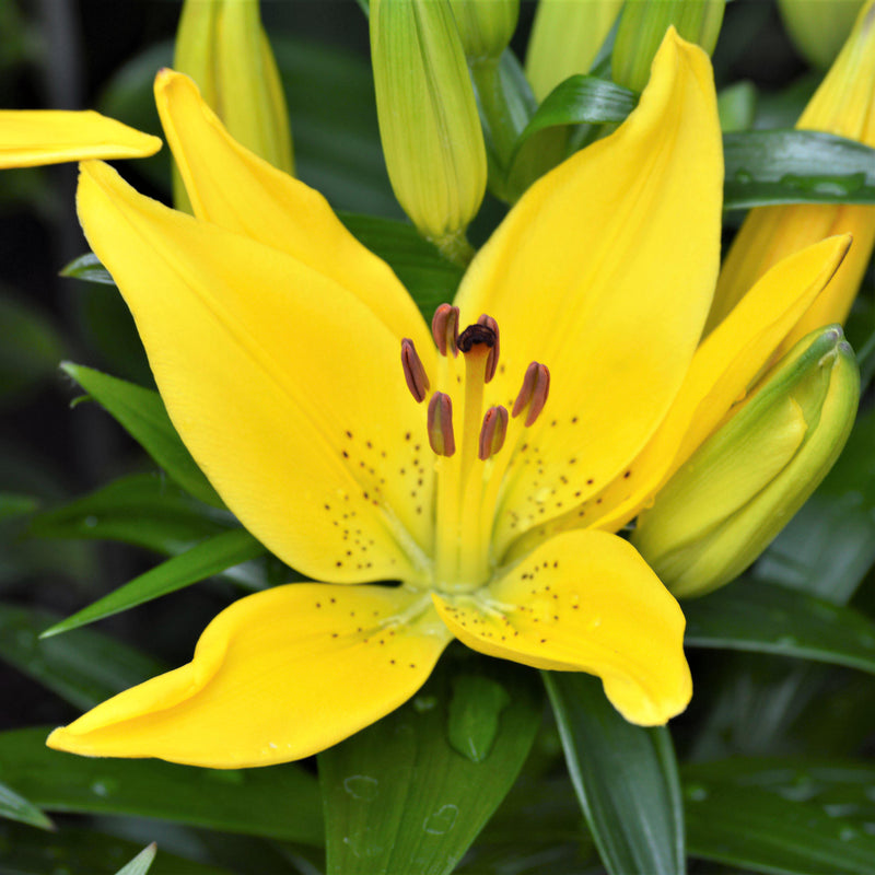 LA Hybrid Lily Easter Bonnet