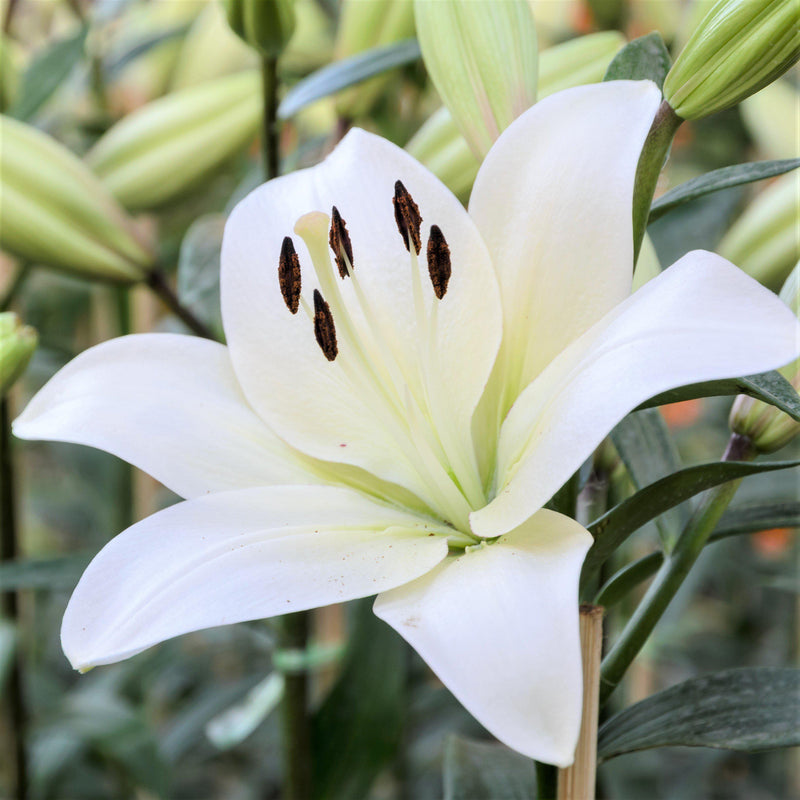 Lily LA Hybrid Richmond (Fragrant)