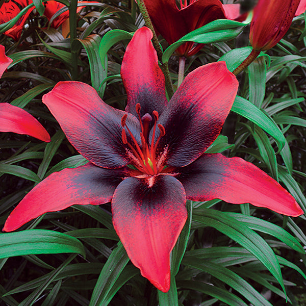 Lilium Asiatic Tango Lily London Heart