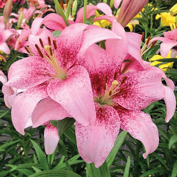 Lilium Asiatic Tango Lily Pink Brush