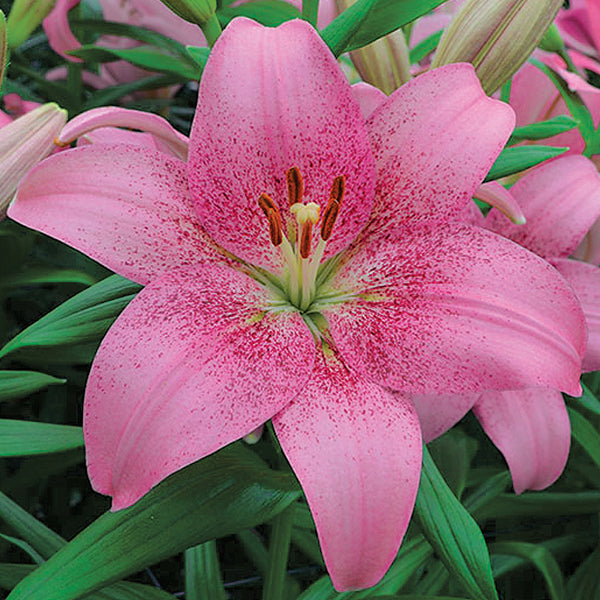 Lilium Asiatic Tango Lily Pink Brush