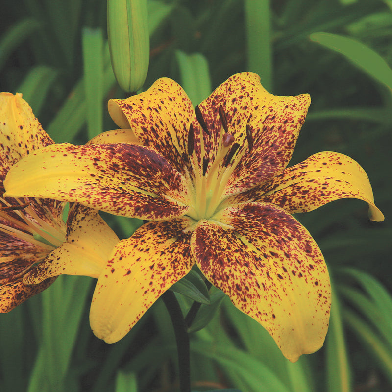 Lilium Asiatic Tango Lily Tasmania