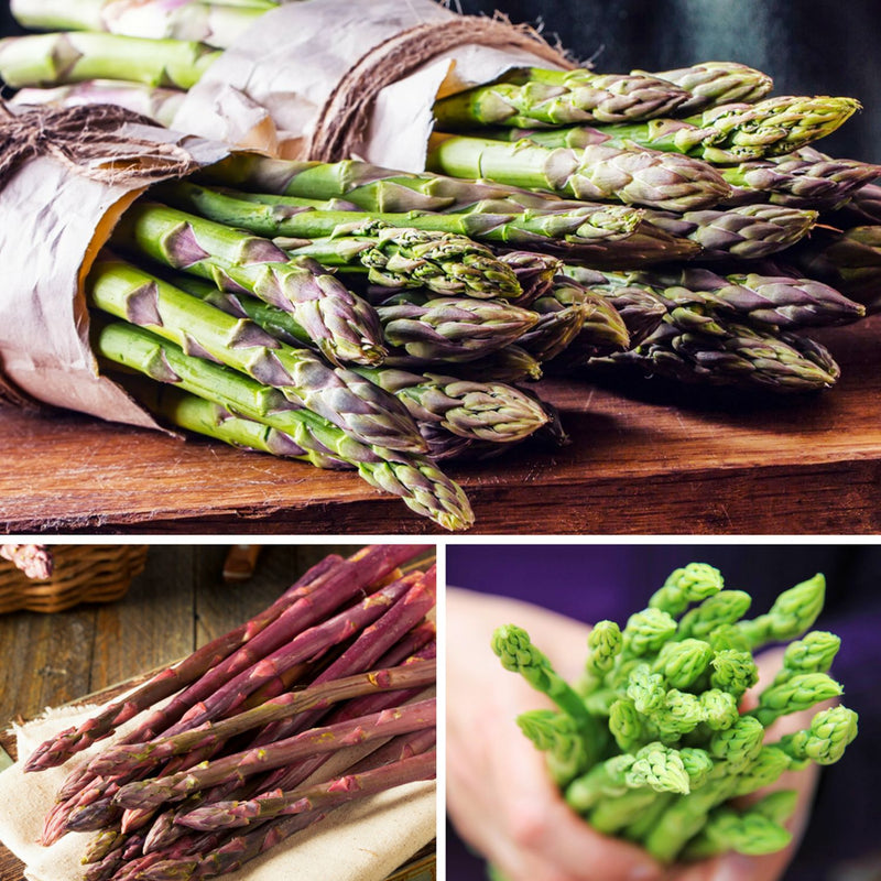 Asparagus Harvest Collection