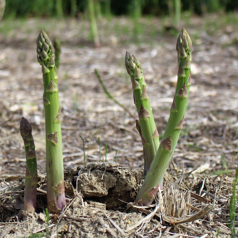 Asparagus Millennium