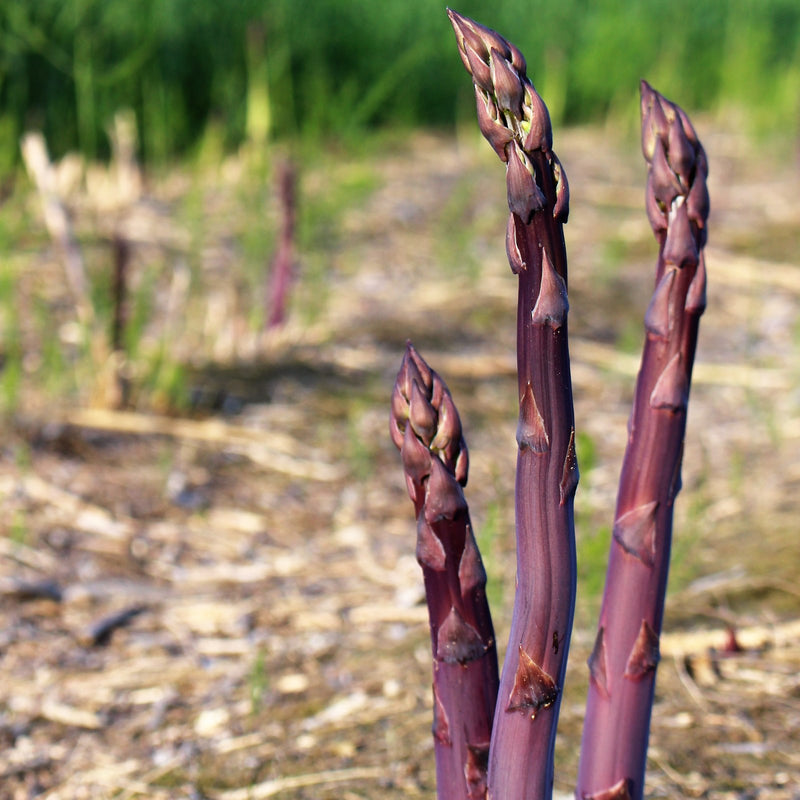 Asparagus Purple Passion