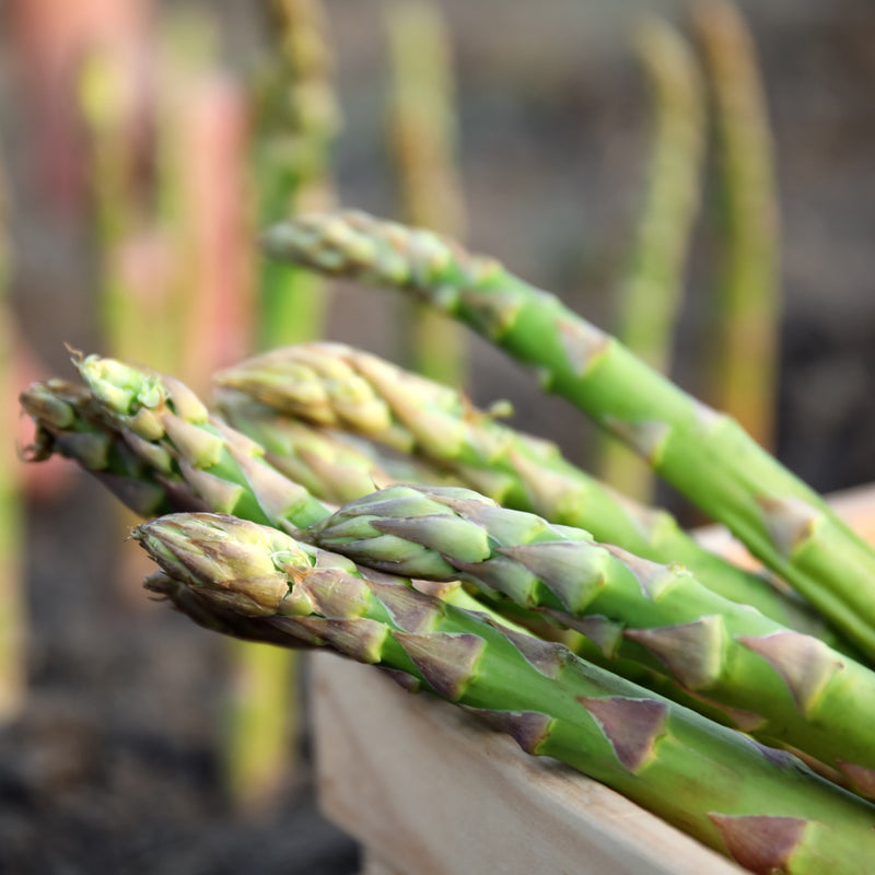 Asparagus Mary Washington