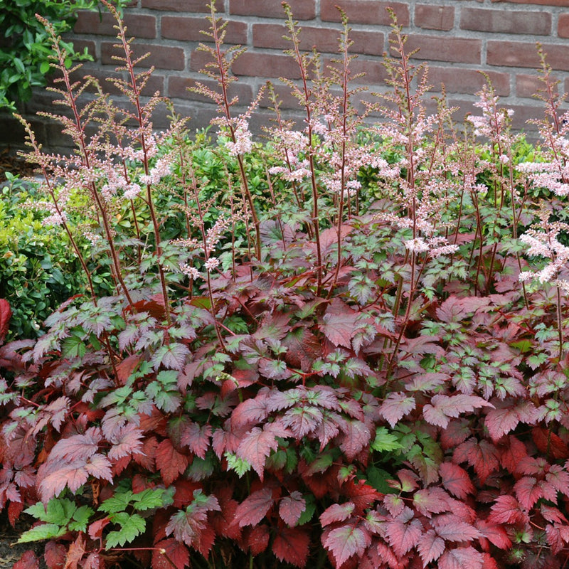 Astilbe Color Flash