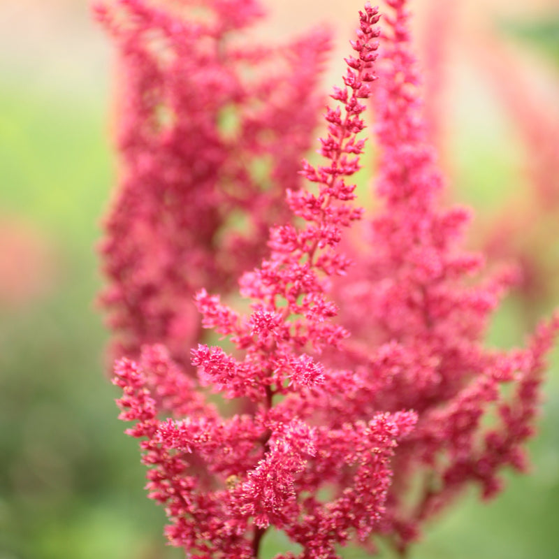 Astilbe Younique Cerise