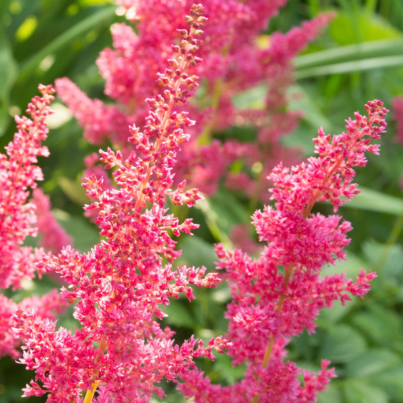 Astilbe Younique Cerise