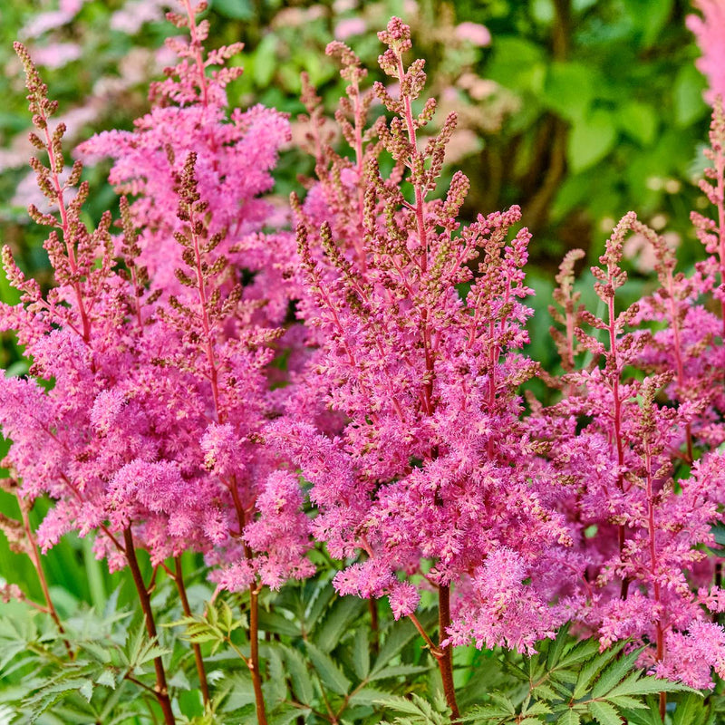 Astilbe Younique Lilac