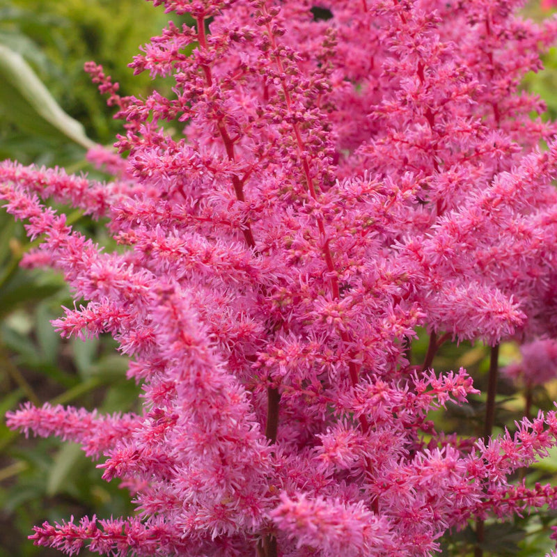 Astilbe Younique Lilac