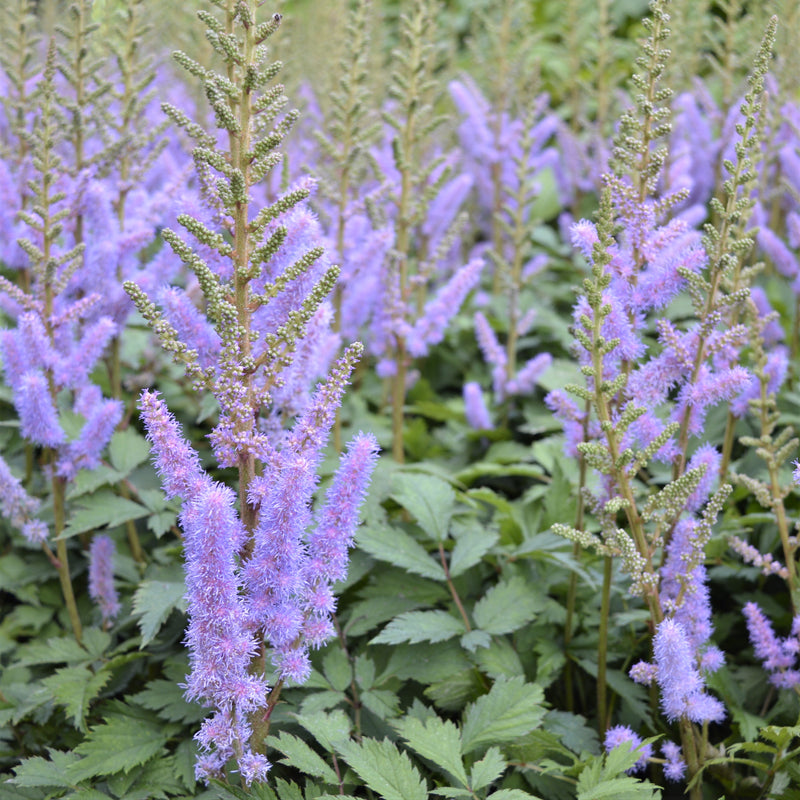 Astilbe Chinensis Pumila