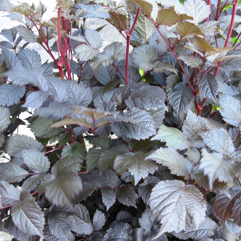 Astilbe Chocolate Shogun