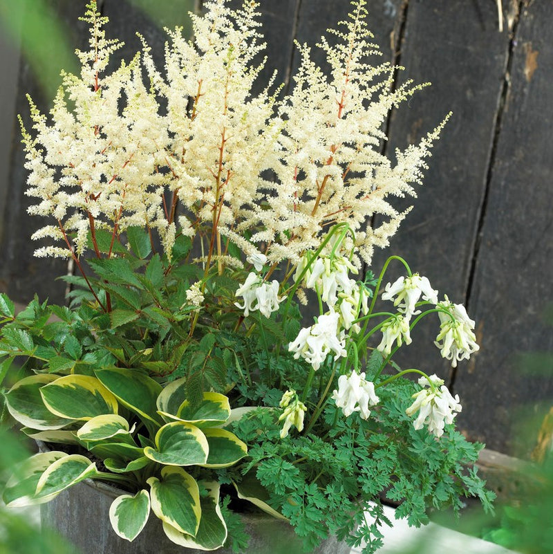 Fairytale Shade Blend - Astilbe