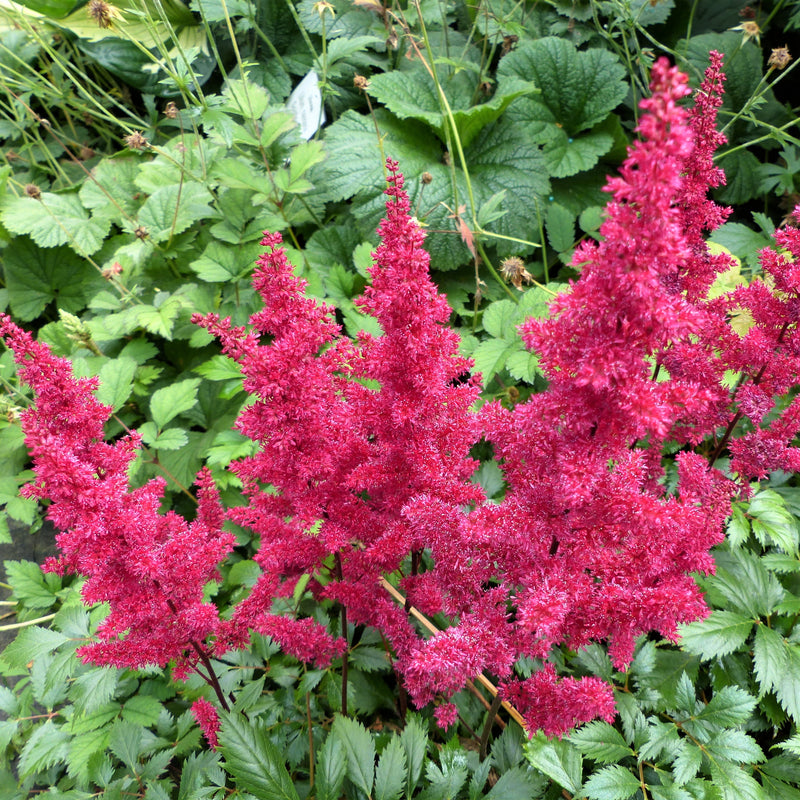 Astilbe Luminous Shade Collection