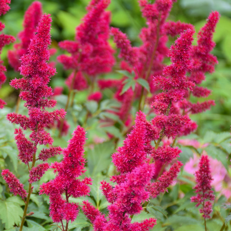 Astilbe Younique Ruby Red