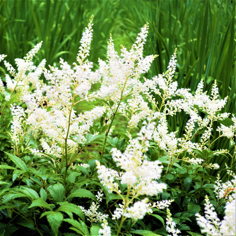 Astilbe Younique White