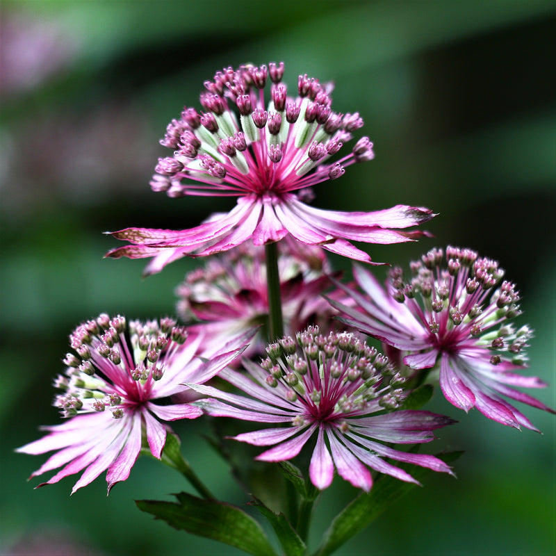 Astrantia Abbey Road