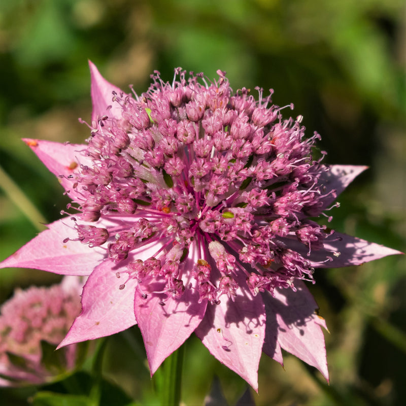 Astrantia Roma