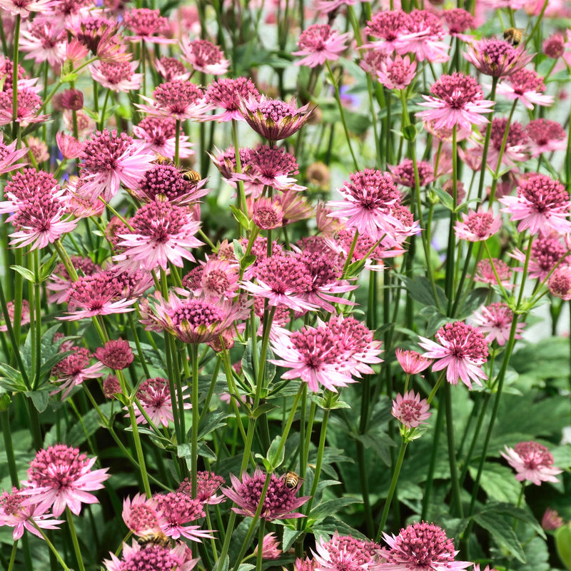 Astrantia Roma