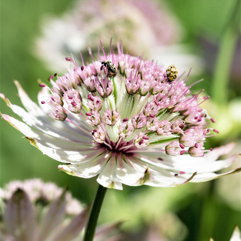 Astrantia Sunningdale Variegated