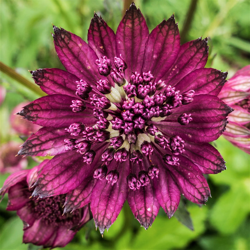 Astrantia Venice