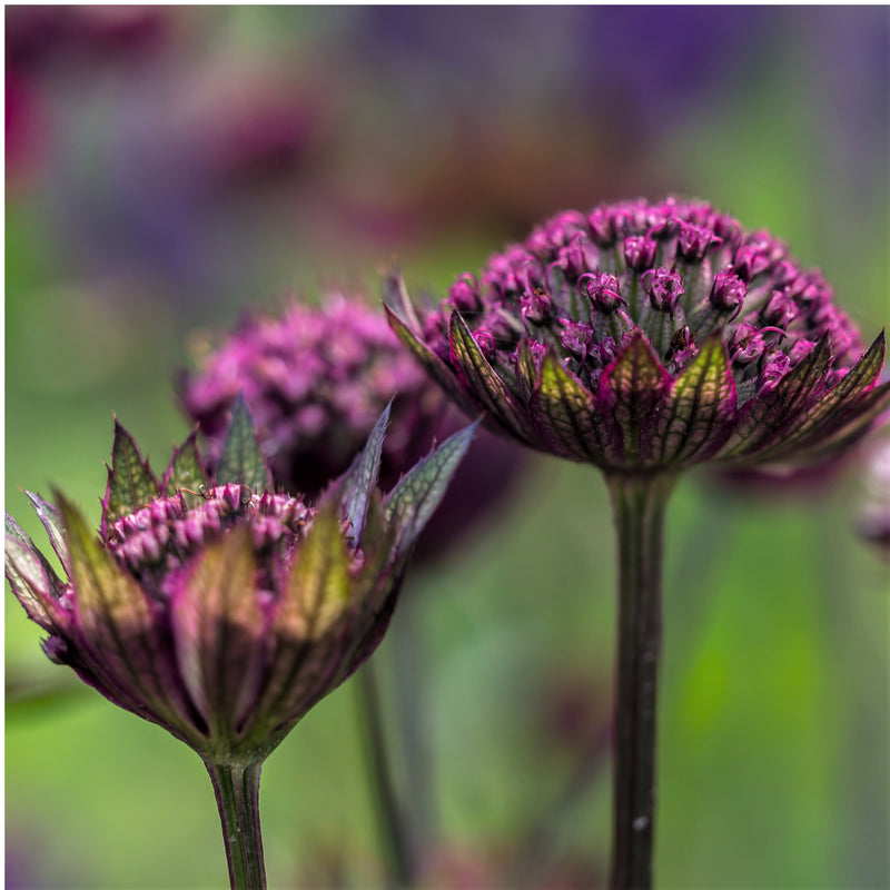 Astrantia Venice