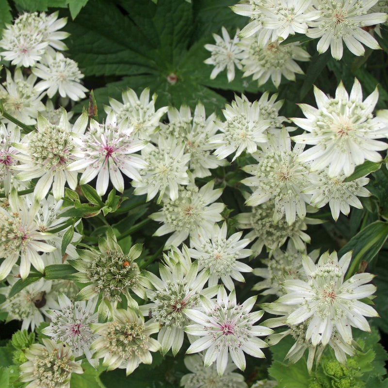 Astrantia Sunningdale Variegated