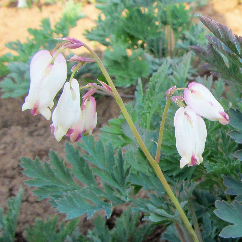 Bleeding Hearts Aurora