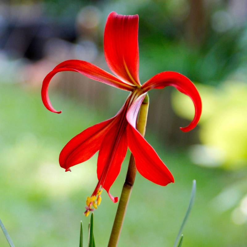 Aztec Lily (Sprekelia)