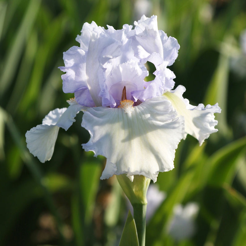 Bearded Iris Califlora Lupita's Pride (Reblooming)