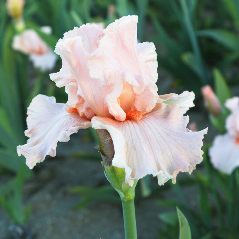 Bearded Iris Califlora October Splendor (Reblooming)