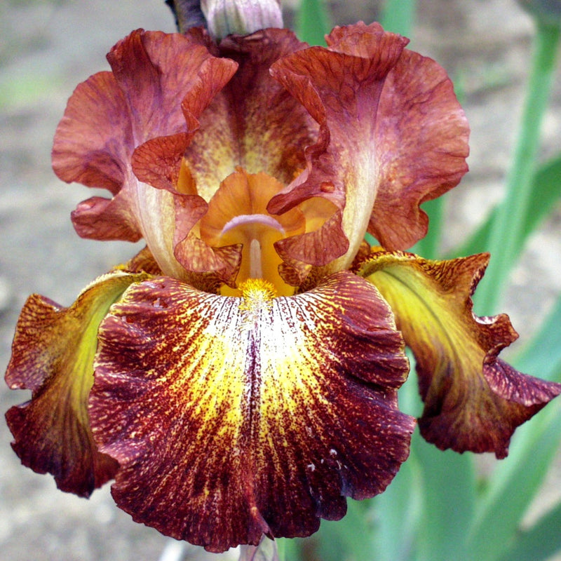 Bearded Iris Califlora Paprika Fono (Reblooming)