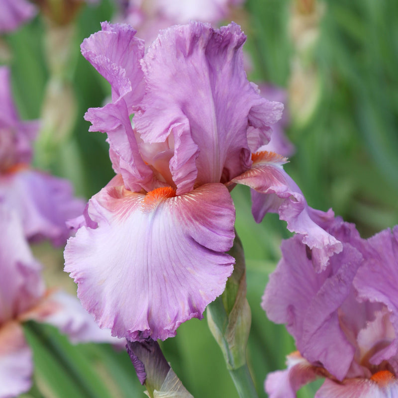 Bearded Iris Califlora Persian Berry (Reblooming)