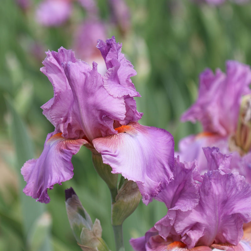 Bearded Iris Califlora Persian Berry (Reblooming)