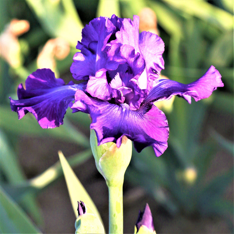 Bearded Iris Califlora Dashing (Reblooming)