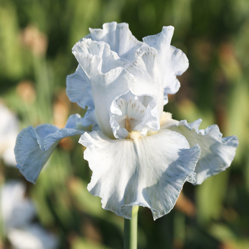 Bearded Iris Califlora Navajo Jewel (Reblooming)