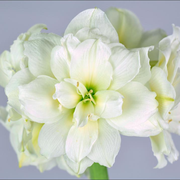 Amaryllis Snow Drift