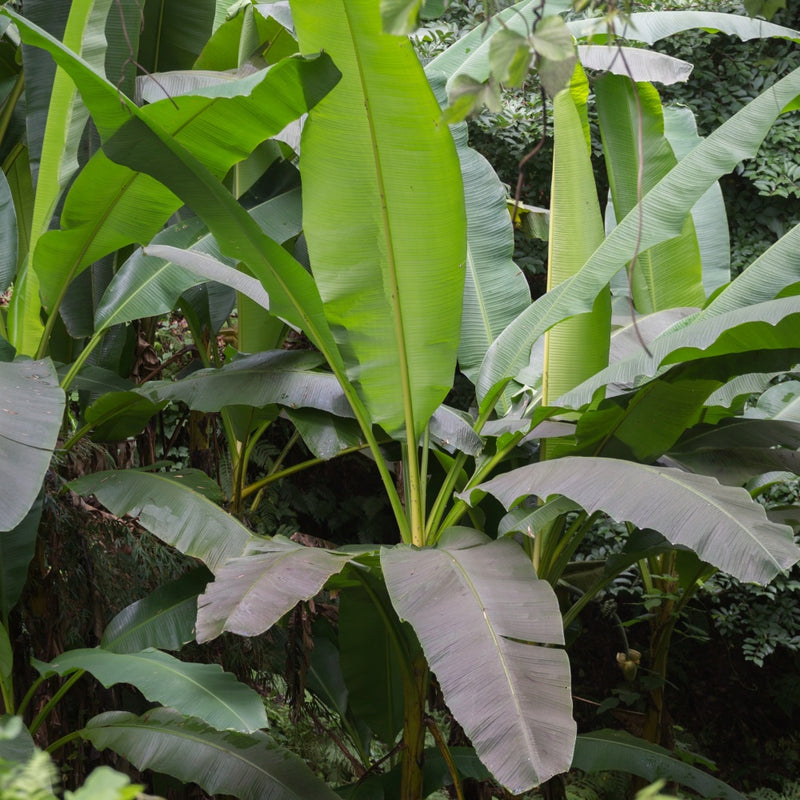 Banana Musa Basjoo (Hardy)