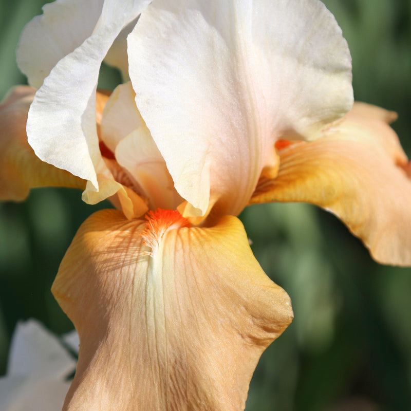 Bearded Iris Califlora Invitation (Reblooming)