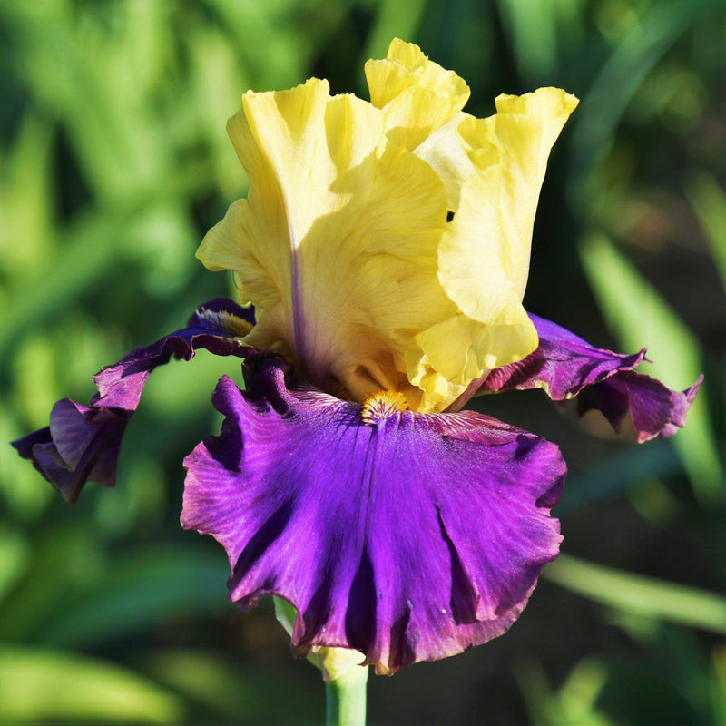 Bearded Iris Califlora Jurassic (Reblooming)