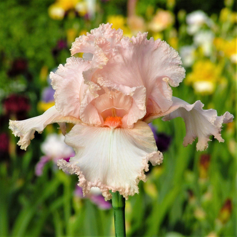 Bearded Iris Califlora October Splendor (Reblooming)