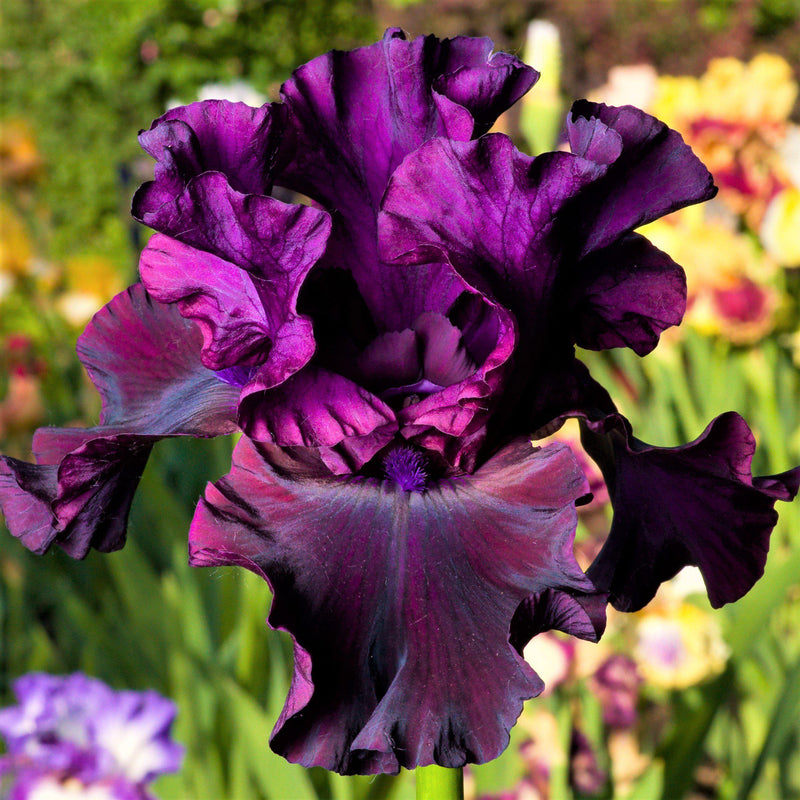 Bearded Iris Califlora Ozark Rebounder (Reblooming)