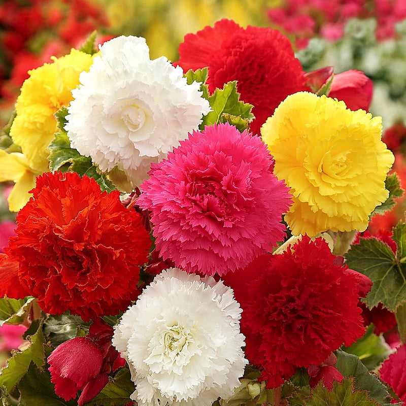 Begonia Giant Ruffled Mix