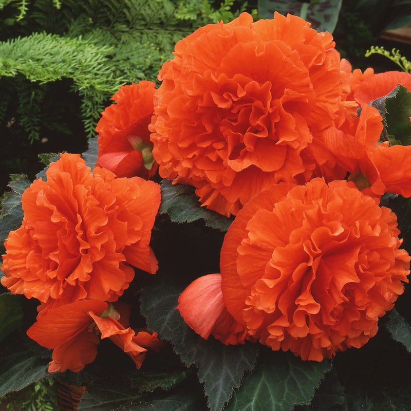 Begonia Giant Ruffled Orange