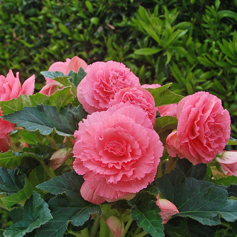 Begonia Giant Ruffled Pink